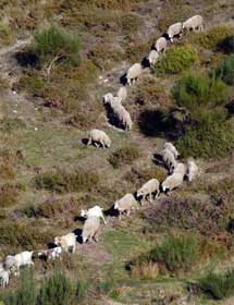 Culture and Traditions of Aldeias de Portugal