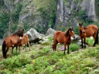 The Garrano Horses (Gerês)